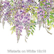 Wisteria on White Panel 18x18